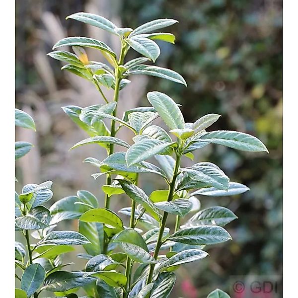 Kirschlorbeer Ani 40-60cm - Prunus,aurocerasus günstig online kaufen