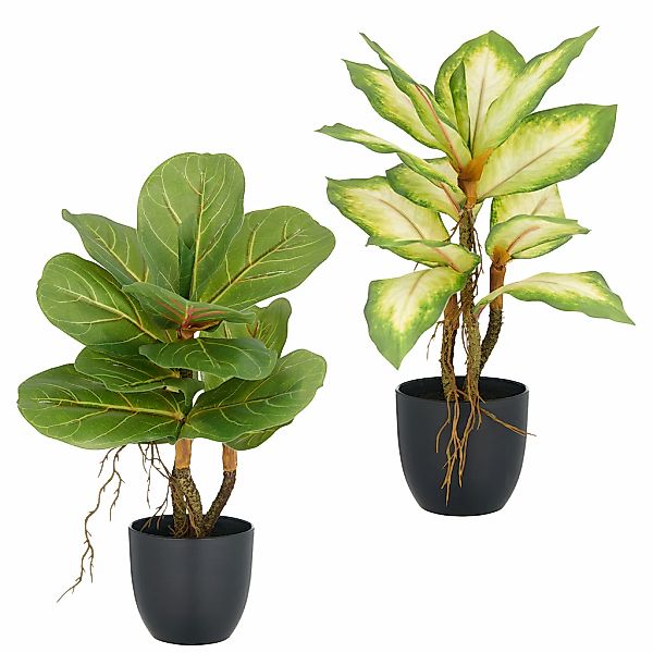 Creativ green Kunstpflanze "Ficus und Dieffenbachia", mit Luftwurzeln günstig online kaufen