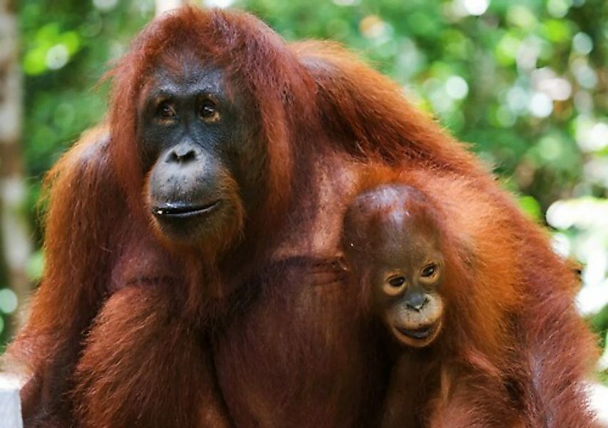 Papermoon Fototapete »Orang-Utan mit Baby« günstig online kaufen