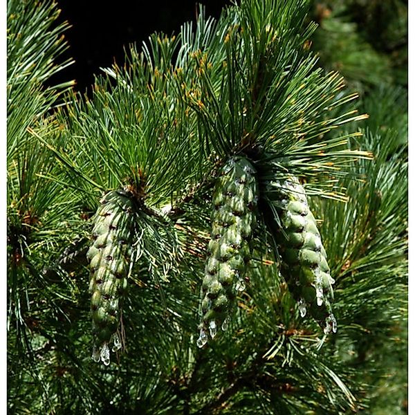 Mazedonischer Kiefer 40-50cm - Pinus peuce günstig online kaufen