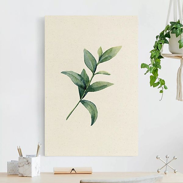 Leinwandbild auf Naturcanvas Aquarell Eucalyptus II günstig online kaufen