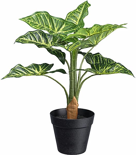 Künstliche Zimmerpflanze Syngonium Grünpflanze, Creativ green, günstig online kaufen