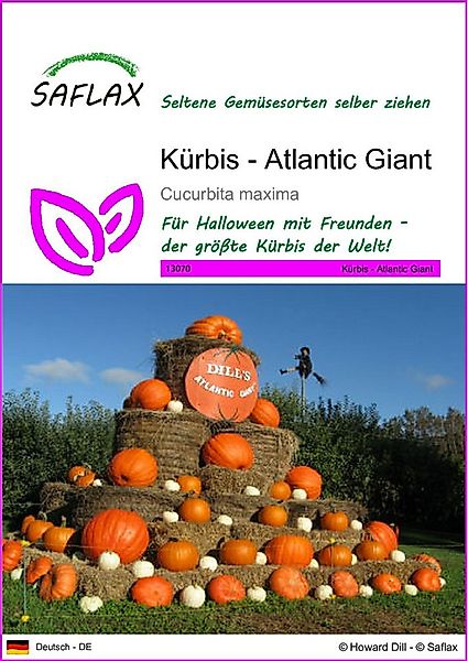 SAFLAX Gemüsesamen SAFLAX - Samen - Kürbis - Atlantic Giant günstig online kaufen