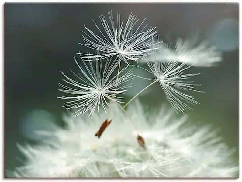 Artland Wandbild »Pusteblume Facility« 1 Stk. tlg. als Alubild, Outdoorbild günstig online kaufen