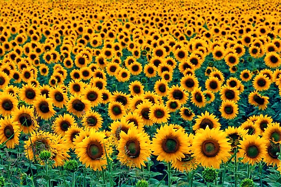 Papermoon Fototapete »Field of Sunflowers« günstig online kaufen