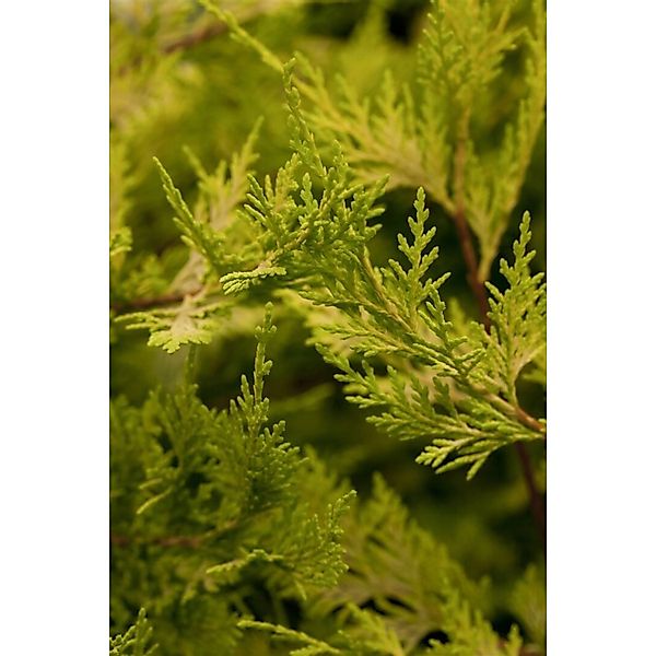 Cupressocyparis leylandii 'Castlewellan Gold' 100-125 cm günstig online kaufen