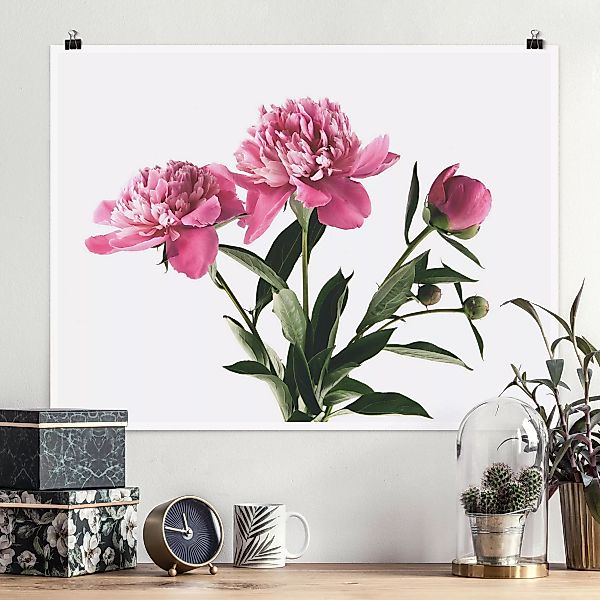 Poster - Querformat Blüten und Knospen Pink auf Weiß günstig online kaufen