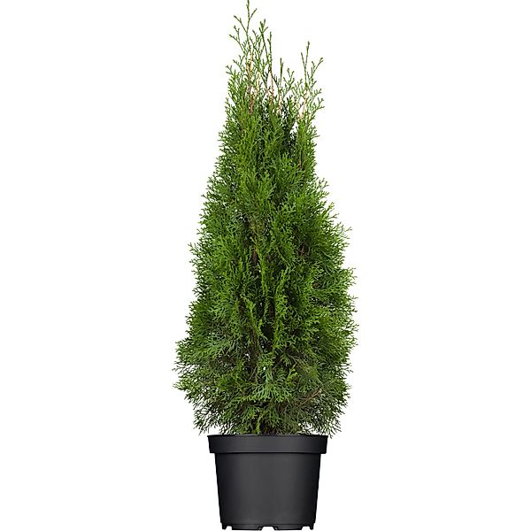 GROW by OBILebensbaum Smaragd Höhe ca. 60 - 80 cm Topf ca. 5 l Thuja günstig online kaufen