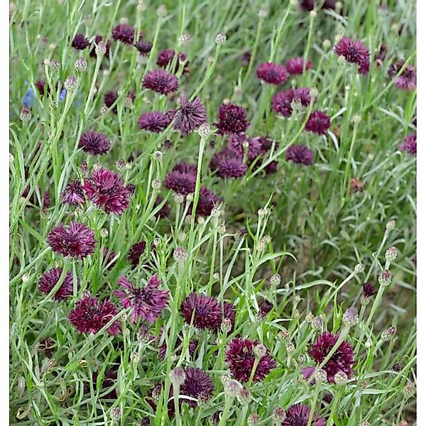 Rote Berg Flockenblume - Centaurea atropurpurea günstig online kaufen