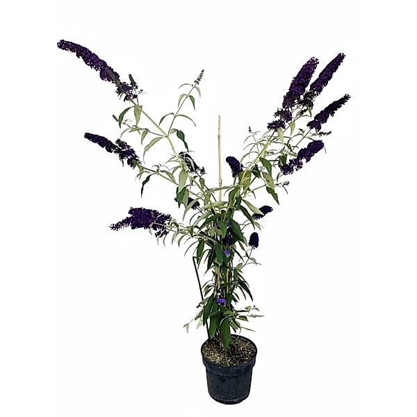 Baumfink Schmetterlingsflieder Black Knight als Topfpflanze 60-100cm günstig online kaufen