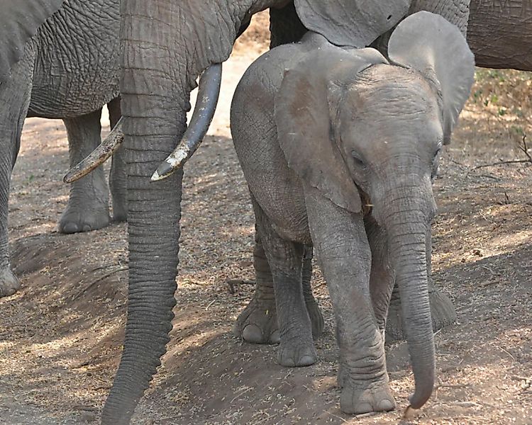 Fototapete "Elefantenbaby" 4,00x2,50 m / Glattvlies Perlmutt günstig online kaufen