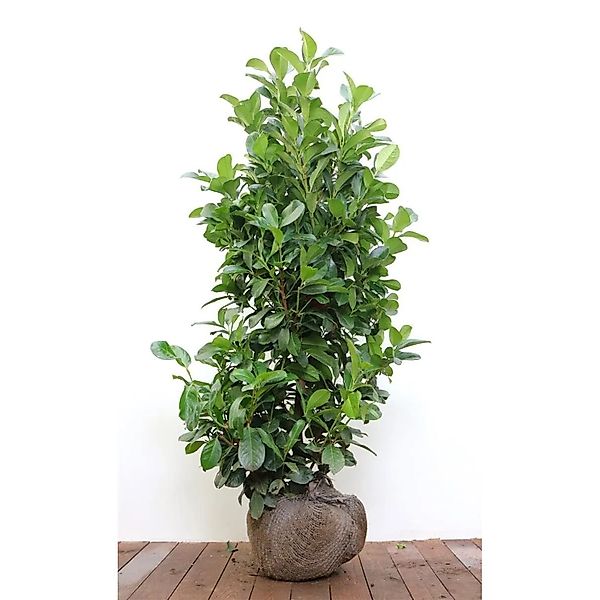 Prunus,aurocerasus 'Etna' -R- 100-125 cm günstig online kaufen