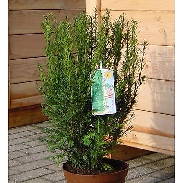 Heckeneibe Westerstede 25-30cm - Taxus baccata günstig online kaufen