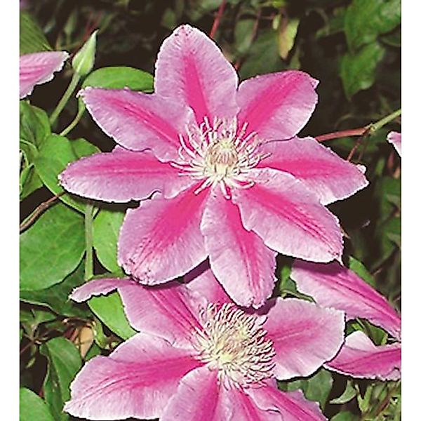 Waldrebe Dr Ruppel 40-60cm - Clematis günstig online kaufen