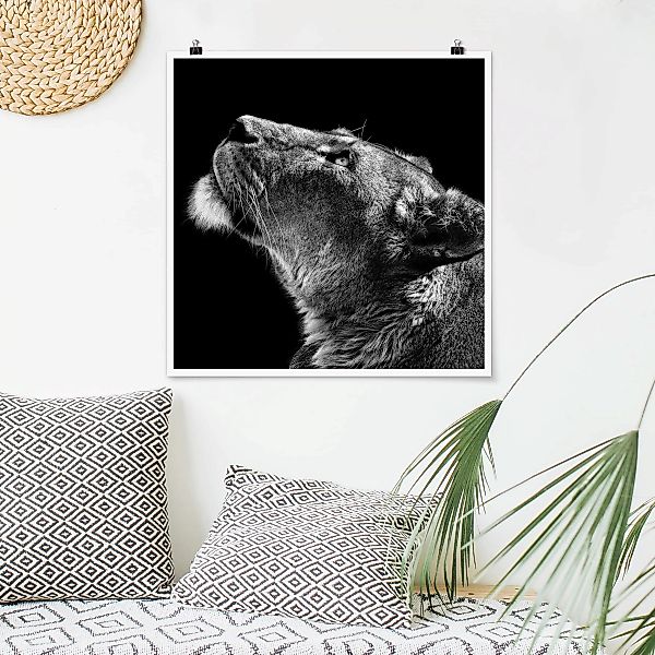 Poster Tiere - Quadrat Portrait einer Löwin günstig online kaufen