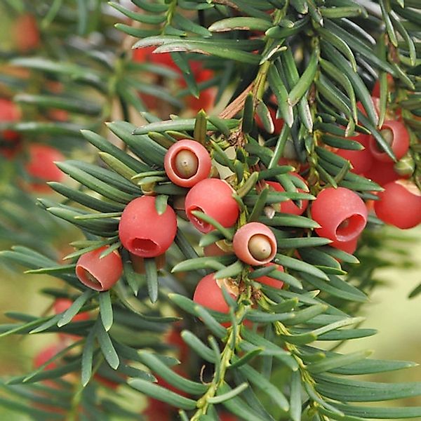 Heimische Eibe Gewöhnliche Eibe 40-50cm - Taxus baccata günstig online kaufen