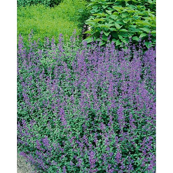 Nepeta X Faassenii Dropmore Katzenminze Ca. 9x9 cm Topf günstig online kaufen