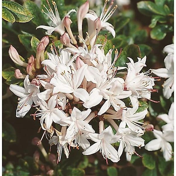 Rhododendron Sommerduft 70-80cm - Rhododendron viscosum günstig online kaufen