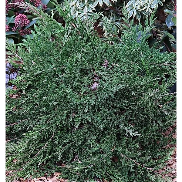 Teppichwacholder Wiltonii 20-30cm - Juniperus horizontalis günstig online kaufen