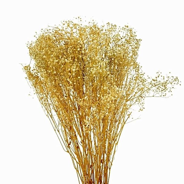 Schleierkraut, getrocknet 120g, 70-80 cm günstig online kaufen