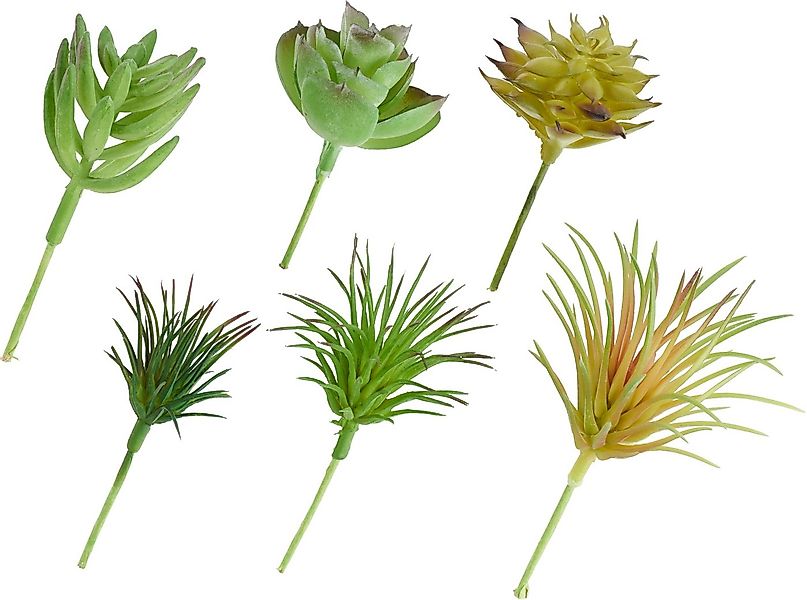 Kunstblume Sukkulenten Mix, DPI, 6 Stück 12 cm günstig online kaufen