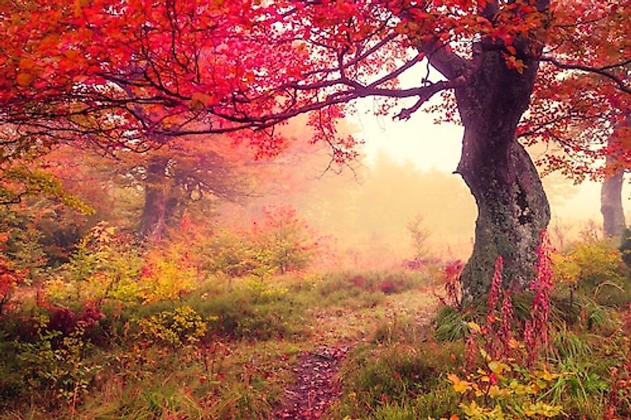 Papermoon Fototapete »Autumn Trees« glatt günstig online kaufen