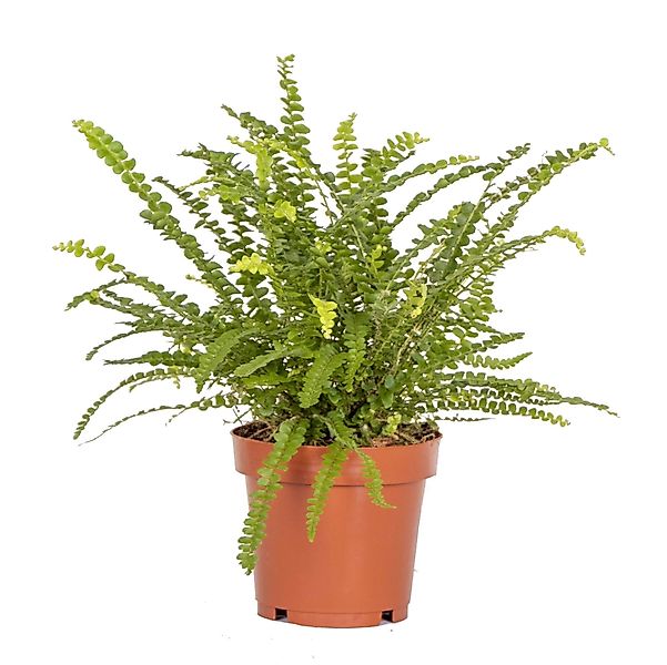 Casa Caron | Nephrolepis Duffic günstig online kaufen