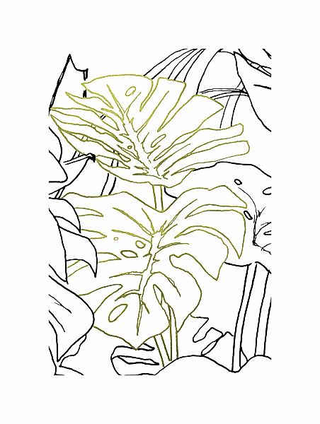 Komar Bild "Monstera Borsigiana", Natur, (1 St.), Wandbild zur Dekoration - günstig online kaufen