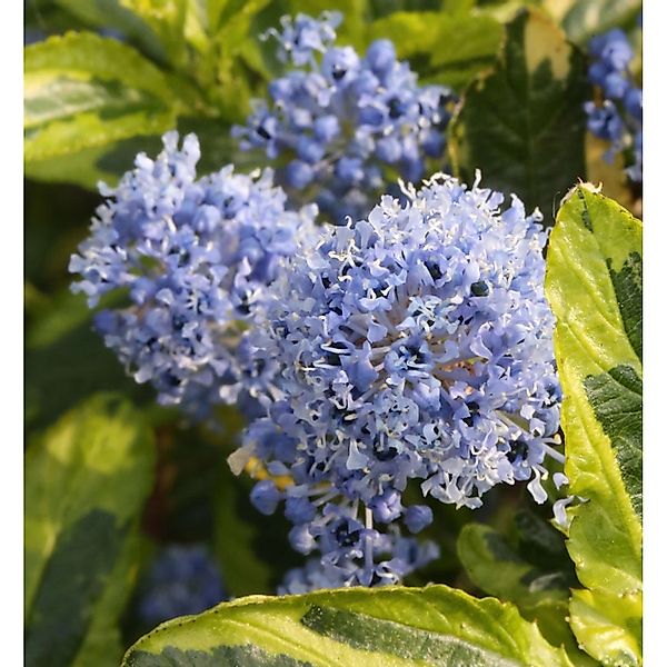 Kriechende Sächelblume El Dorado 30-40cm - Ceanothus thyrsiflorus günstig online kaufen