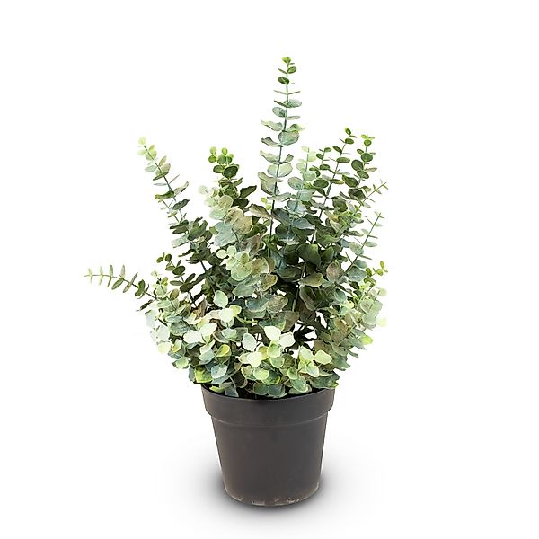 Künstliche Eucalyptus Pflanze, Höhe 66 cm günstig online kaufen