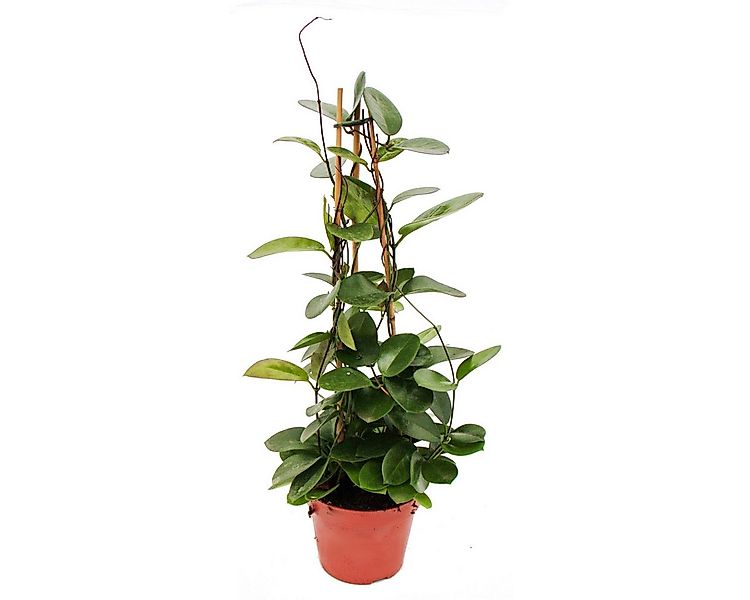 Exotenherz Zimmerpflanze Hoya australis - Porzellanblume - Wachsblume - 17c günstig online kaufen