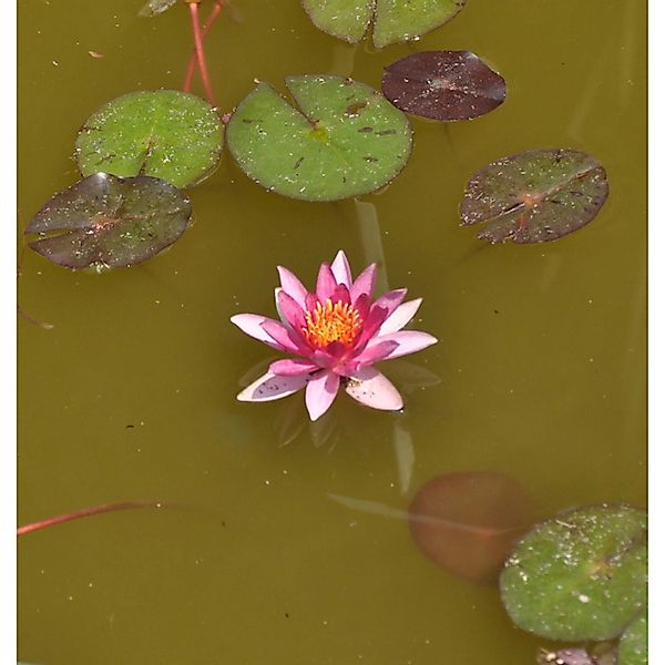 Seerose Chrysantha - Nymphaea günstig online kaufen