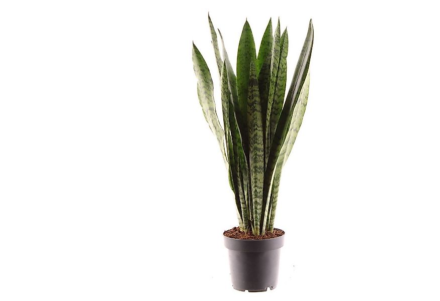 meinvipshop Zimmerpflanze Sansevieria zeylanica 45cm Zimmerpflanze günstig online kaufen