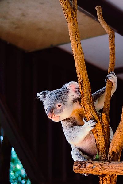 Wandkraft | Wanddekoration Koala günstig online kaufen