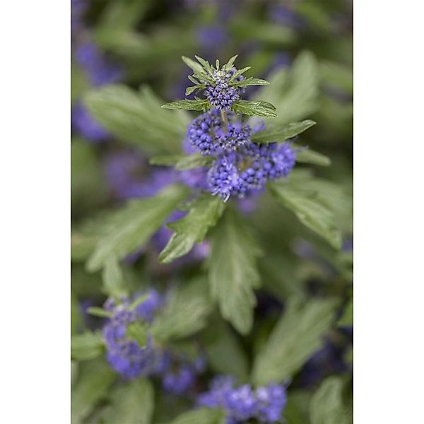 Caryopteris Clandonensis Bartblume 40-60 cm günstig online kaufen