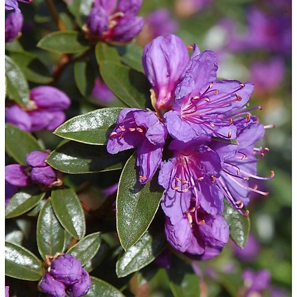 Zwerg Rhododendron Penheale Blue 40-50cm - Rhododendron russatum - Zwerg Al günstig online kaufen