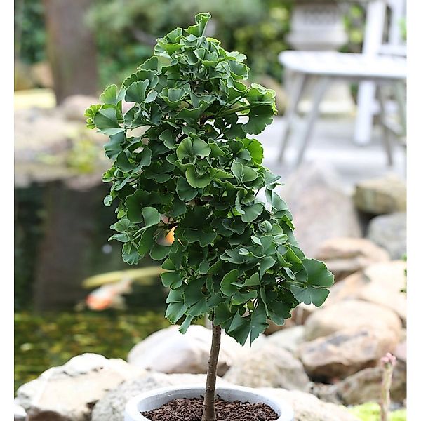 Hochstamm Fächerblattbaum Troll 60-80cm - Ginkgo biloba günstig online kaufen