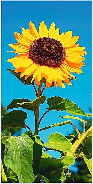 Artland Wandbild »Sonnenblume«, Blumen, (1 St.), als Alubild, Outdoorbild, günstig online kaufen