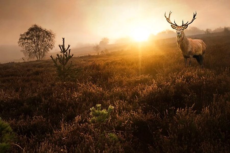 Papermoon Fototapete »Hirsch in Landschaft« günstig online kaufen