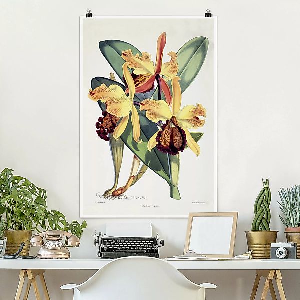Poster Walter Hood Fitch - Orchidee günstig online kaufen