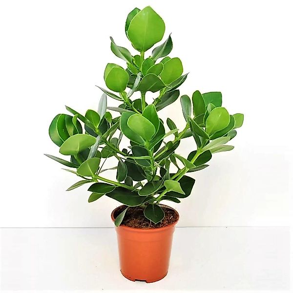 Perfect Plant | Clusia Rosea günstig online kaufen