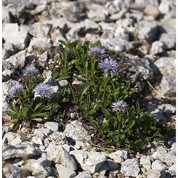 Herzförmige Kugelblume - Globularia cordifolia günstig online kaufen
