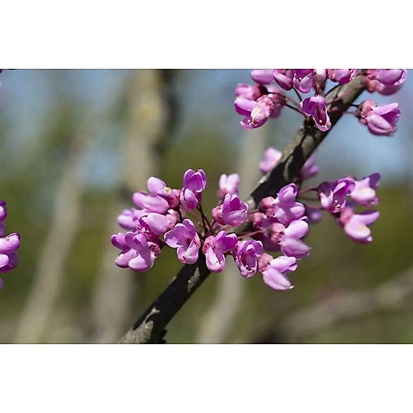 Cercis Siliquastrum Judasbaum Rosa Blüten 150–200 cm günstig online kaufen