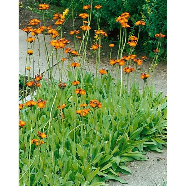 Hieracium Aurantiacum Orangerotes Habichtskraut Ca. 9x9 cm Topf günstig online kaufen