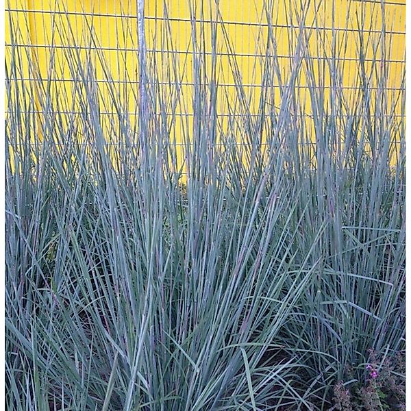 Bartgras Prairie Blues - Schizachyrium scoparium günstig online kaufen