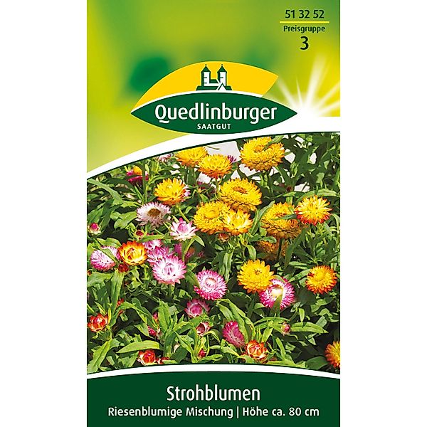 Quedlinburger Strohblume ''Riesenblumige Mischung'' günstig online kaufen
