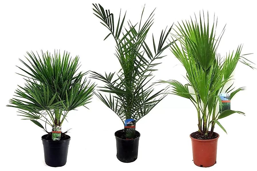 Perfect Plant | Set mit 3 Outdoor-Palmen günstig online kaufen