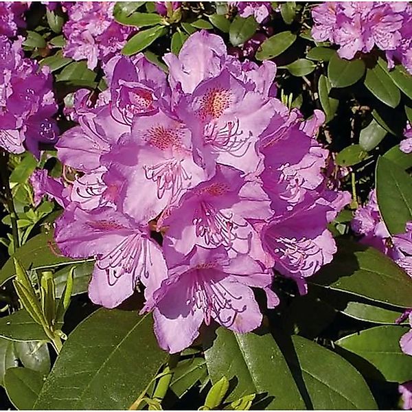 Großblumige Rhododendron Catawbiense Grandiflorum 25-30cm - Alpenrose günstig online kaufen