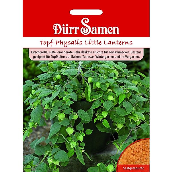 Dürr Samen Topf-Physalis Little Lanterns Saatgut günstig online kaufen