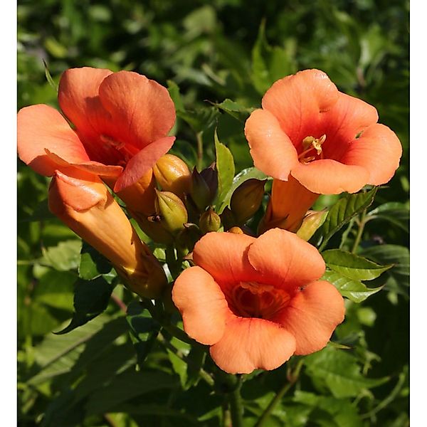 Trompetenblume Indian Summer 60-80cm - Campsis radicans günstig online kaufen